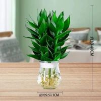 【竹来运转】观音竹富贵竹水培植物花卉绿植室内盆栽竹子好养 观音竹3棵1花边玻璃瓶+营养液