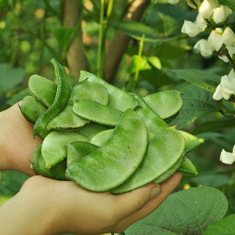 四川新鲜青扁豆农家露天猪耳朵豆角现摘峨眉豆1/3/5斤绿色蔬菜