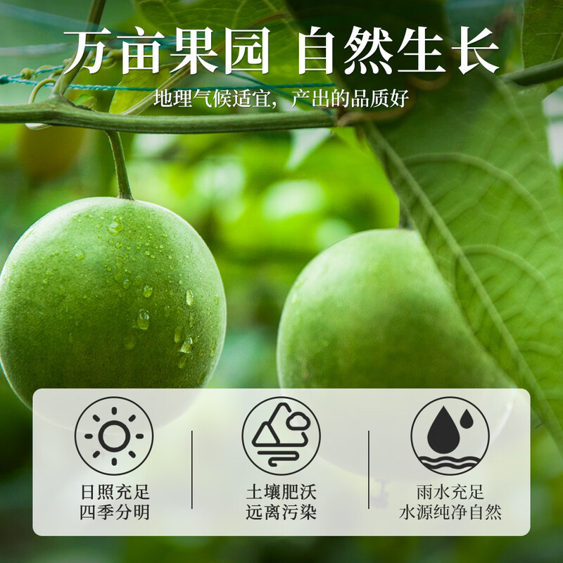 福茗源花草茶 罗汉果清润茶9粒约165g精选特级品质永福特产罗汉果仁凉茶高清大图
