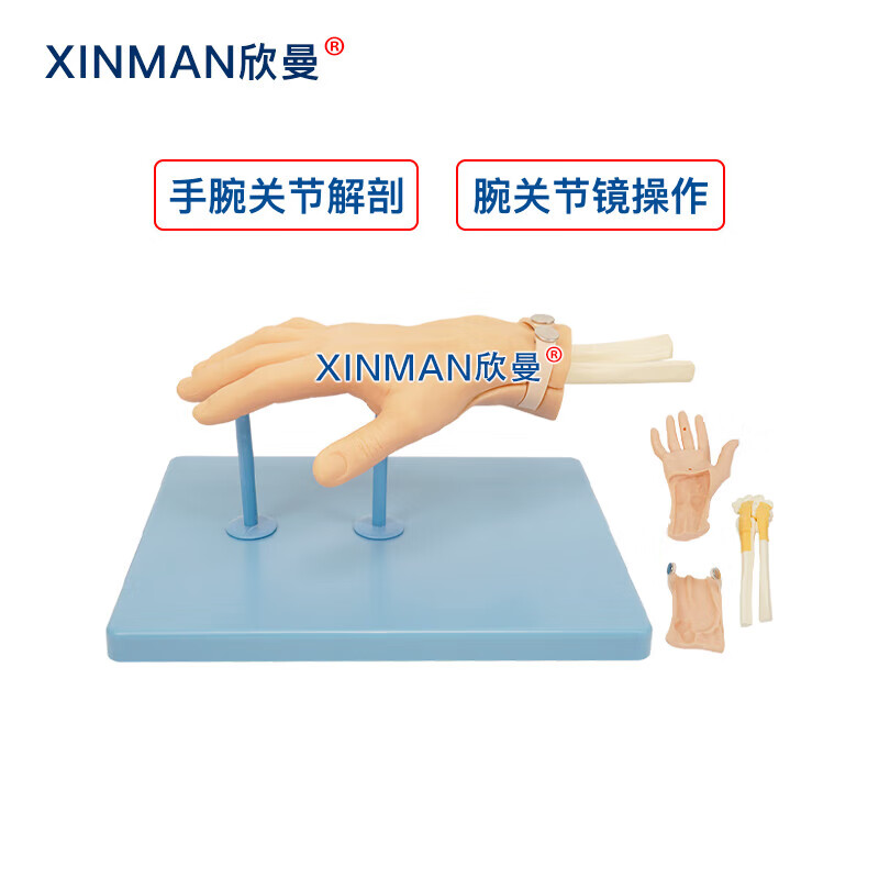 欣曼科教 腕关节镜检查操作训练模型 腕关节解剖模型XM-WL108高清大图