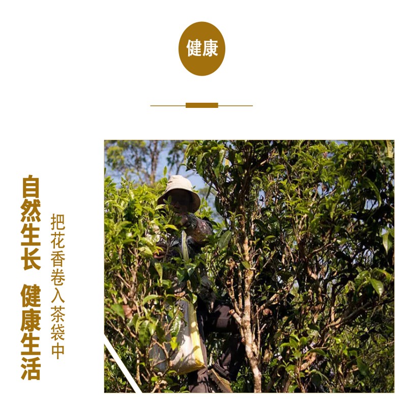 溪碧山福鼎手工龙珠500g/桶高清大图
