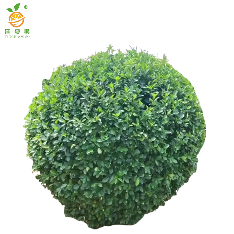 廷豪果 卫矛球 冠幅150cm /棵高清大图