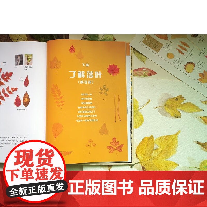 落叶观察手册 安田守 著 科普读物高清大图