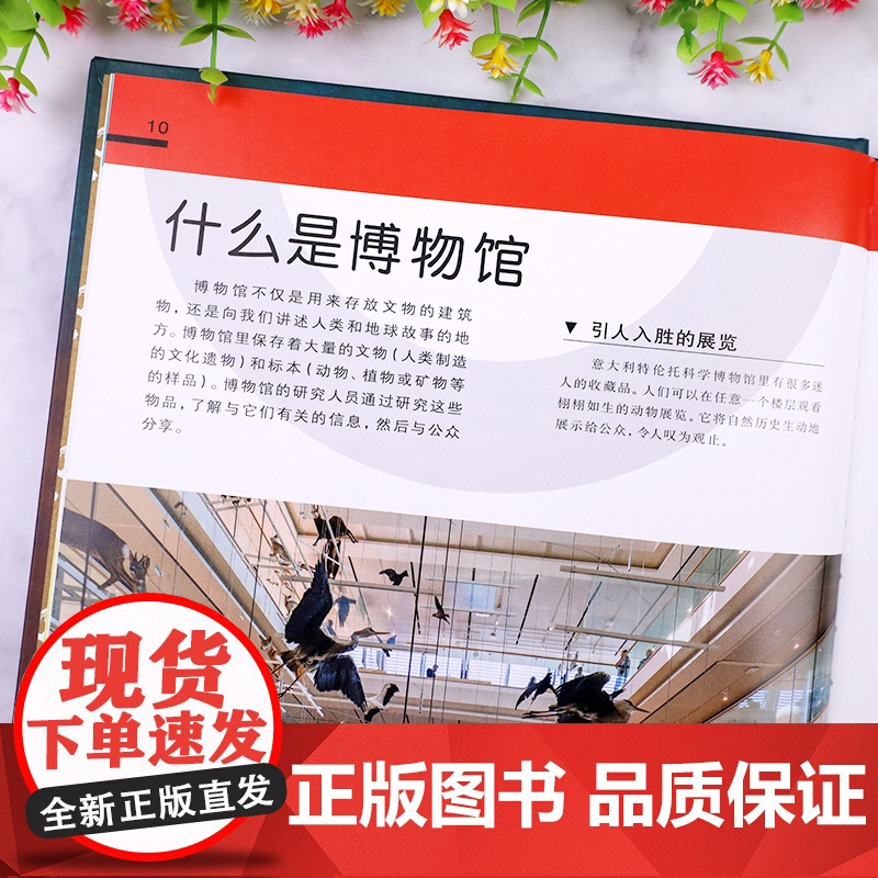 正版DK博物馆背后的故事6-7-8-9-12岁小学生课外阅读书籍科普百科少儿科普课外书历史探秘儿童百科全书考古挖掘玩具书高清大图