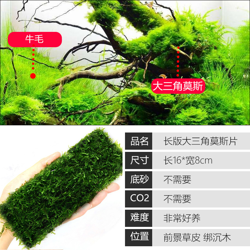 大九叶皇冠草真水草鱼缸装饰懒人水草淡水有茎类中后景性草