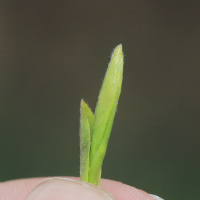 2021年新茶上市 宜宾雀舌绿茶100g 特级浓香明前高山嫩芽芽头茶叶