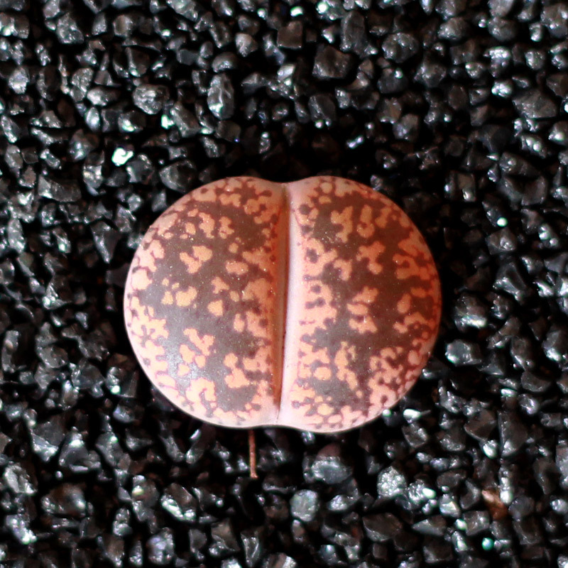 津沽园艺多肉植物生石花屁屁花红窗玉丽红玉多品种可选屁股花多肉植物