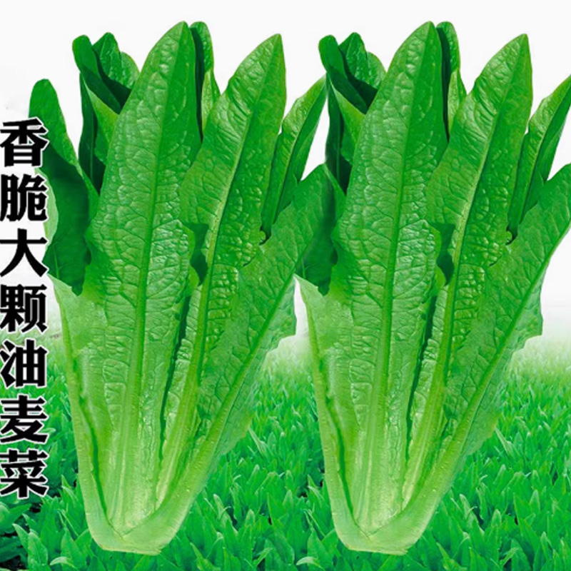 好润青四季油麦菜种子1000粒袋装高清大图