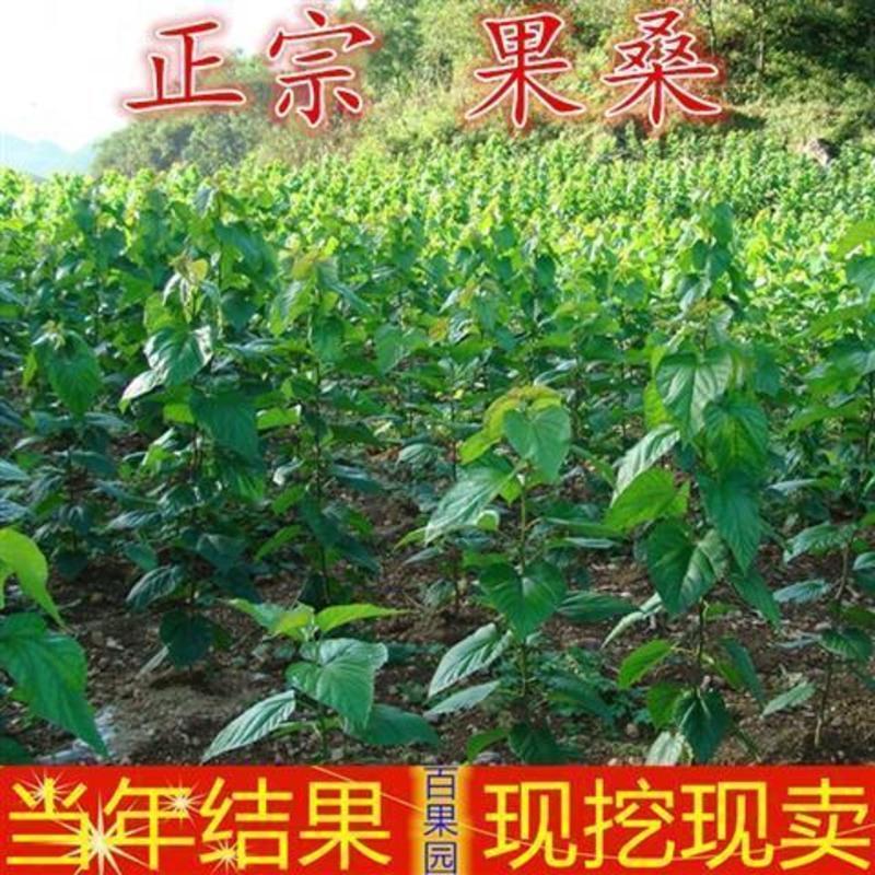 2年苗好成活《推荐》 70cm(含)-79cm(含) 果桑 一加仑盆栽 四季桑葚大十长果桑白玉王白珍珠果树苗耐热耐寒