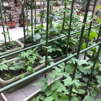 园艺植物花支架爬藤架阿斯卡利网庭院楼顶包塑钢管户外种植黄瓜番茄支撑杆