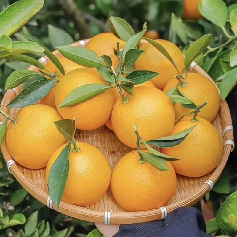 湖北屈乡精品桃叶橙脐橙时令水果新鲜水果年货三峡长江边咪咪甜橙中贵族桃叶橙 4.5kg 60-65mm