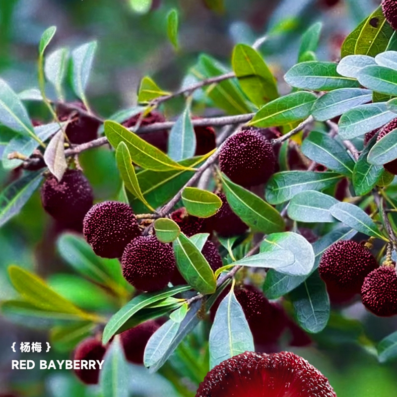 林下春雪杨梅树树苗带土南方嫁接水晶果树果苗大东槐视