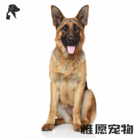 狗狗活体德国牧羊犬幼犬活体纯种血统黑背德牧狼狗 护院宠物狗弓背平背狼版警犬牧羊犬锤系德系