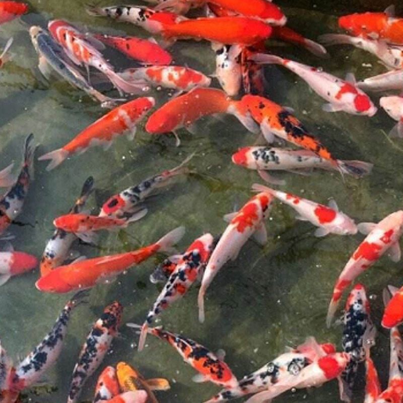 小型观赏鱼碟尾冷水鱼淡水好养活体小金鱼锦鲤鱼饲料鱼自养批发 红草