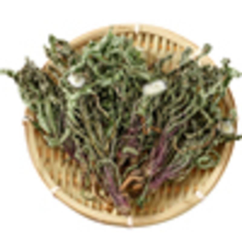 全株蒲公英根整根蒲公英茶 新鲜浦公英干货