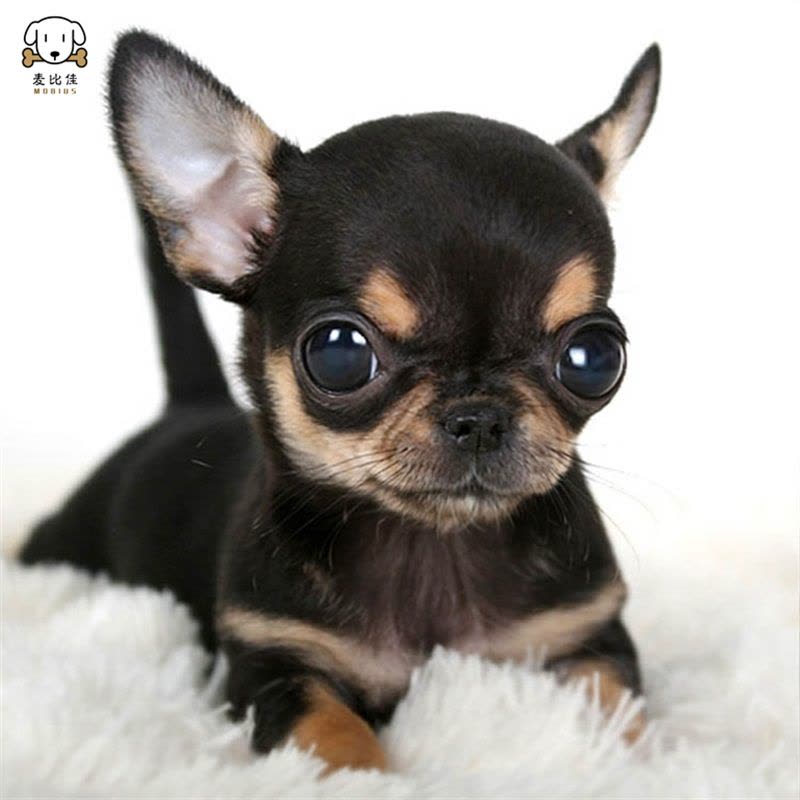 麦比佳 吉娃娃狗狗活体 纯种双血统小体吉娃娃狗狗 宠物狗吉娃娃苹果头铁包金娃娃狗黑白花长不大迷你墨西哥吉娃娃犬图片