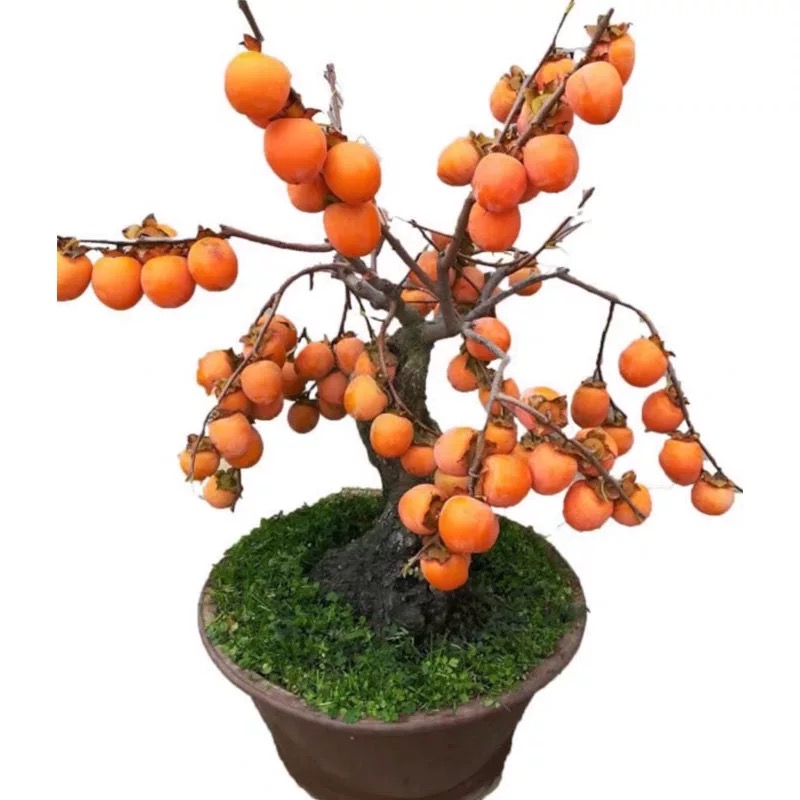 诚智旺 柿子树 直径5公分/棵高清大图