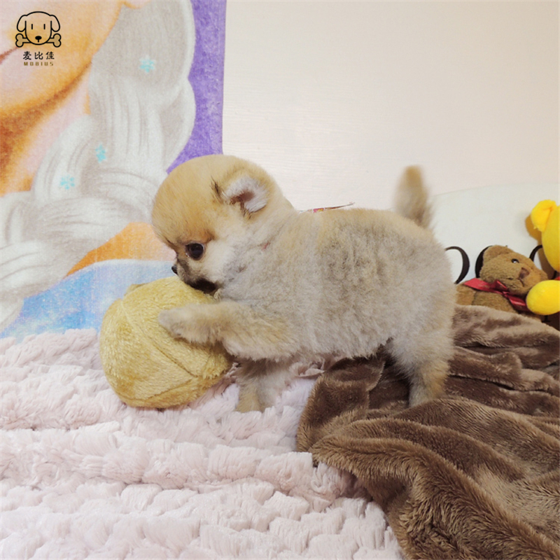 麦比佳狗狗活体纯种博美犬幼犬哈多利系球体博美俊介狗长不大茶杯犬玩具型迷你袖珍博美宠物狗微小体杯子狗视频挑选高清大图