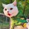 猫咪衣服春秋薄款秋冬装幼奶猫可爱英短蓝猫防掉毛宠物狗狗小型犬 小熊夏季薄款 XS(建议体重1-2斤)