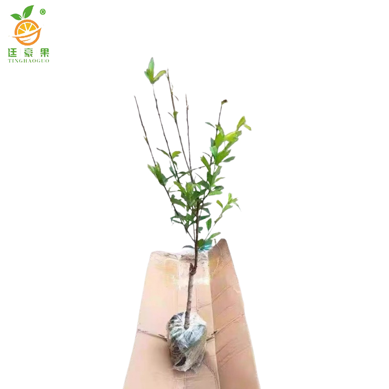 廷豪果 桃树(观赏桃) 1.8-2.0米 /棵高清大图