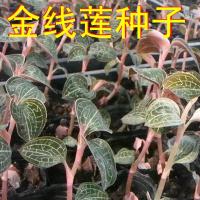 药材种子 金线莲 金线兰 银线莲种子 可阳台庭院种植花草林木种子 100粒+肥