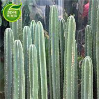 仙人柱仙人掌盆栽花卉龙骨盆栽多肉植物绿植擎天柱仙人尺盆栽