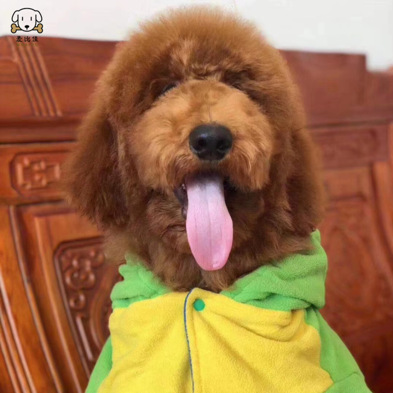 麦比佳 巨型贵宾犬幼犬狗狗活体纯种大型泰迪贵宾犬幼崽红色白色黑色巨贵犬宠物狗大体泰迪熊狗包健康视频挑选高清大图