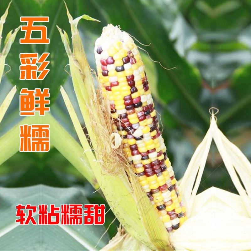 超甜种籽 甜玉米种子子 黑糯粘黏香紫彩糯红黑四季白孑 草莓玉米种子约30粒装迷你水果玉米