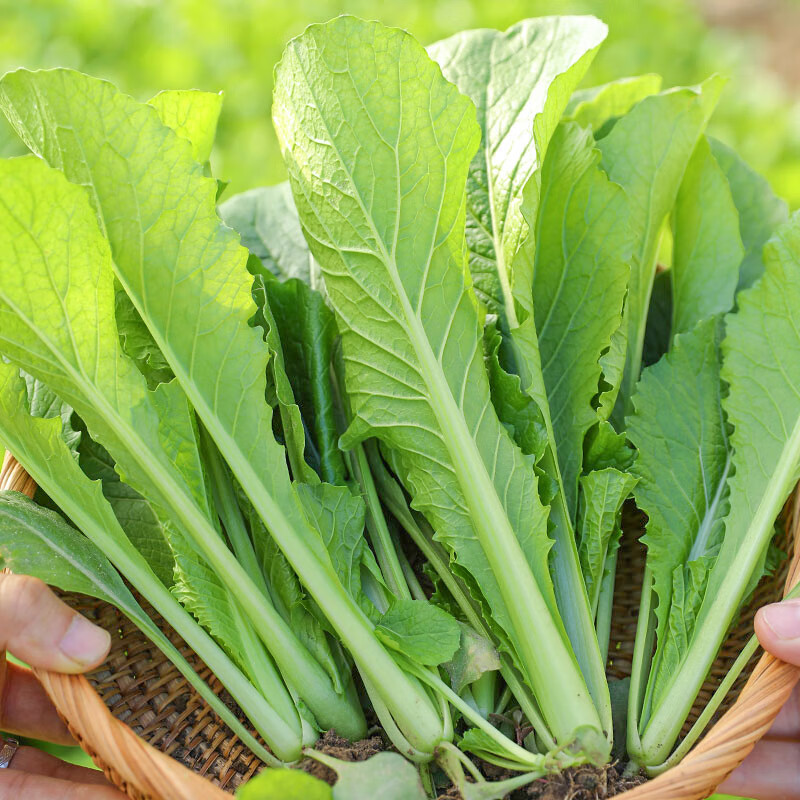 四季小白菜 5g/袋高清大图