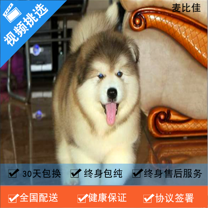 麦比佳 纯种巨型阿拉斯加幼犬活体宠物 熊版十字脸阿拉斯加雪橇犬 双血统烟灰色桃脸阿拉斯加幼崽 巨大型雪橇犬阿拉斯加犬1高清大图