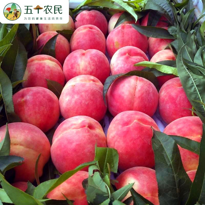 五个农民新鲜水蜜桃5斤带箱装(单果克重150g+)装现摘脆桃毛桃季新鲜现摘自营生鲜水果毛桃子孕妇应季油脆甜桃整箱