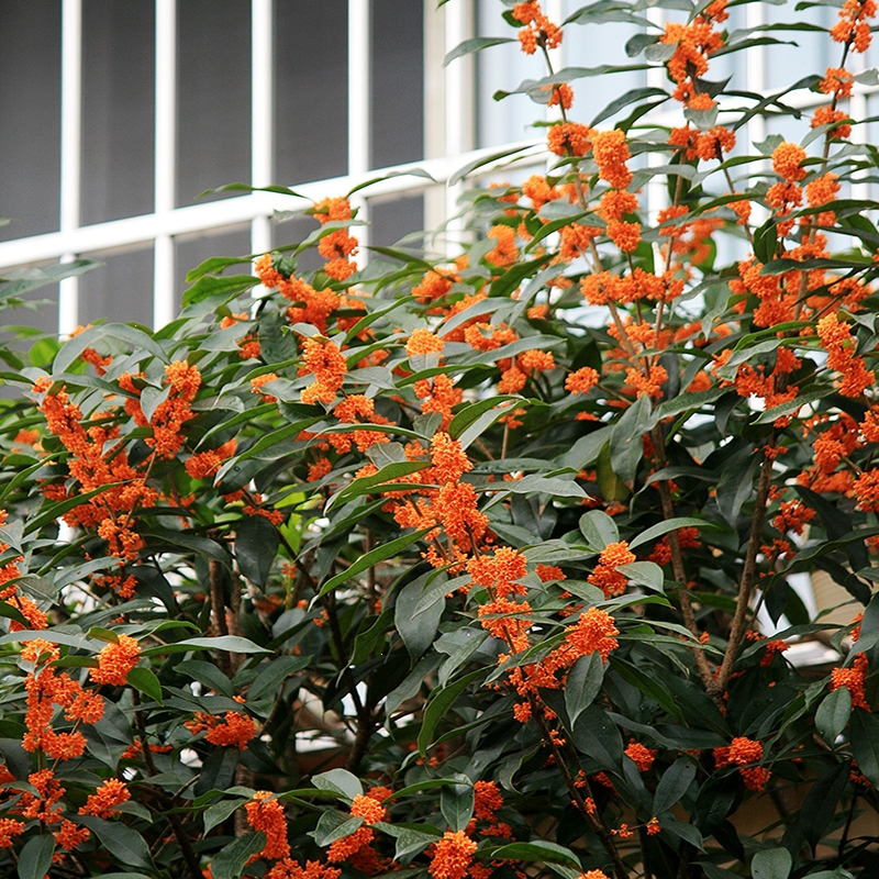 回固桂花树苗观赏地栽盆栽大型四季桂花树苗庭院浓香型花卉植物桂花苗