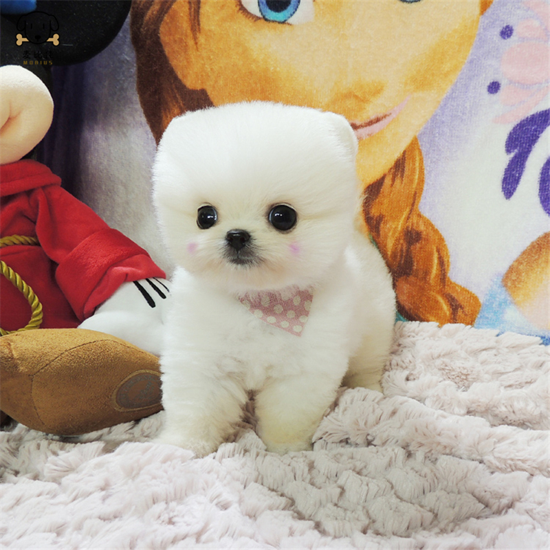 麦比佳狗狗活体纯种博美犬幼犬哈多利系球体博美俊介狗长不大茶杯犬玩具型迷你袖珍博美宠物狗微小体杯子狗 视频挑选
