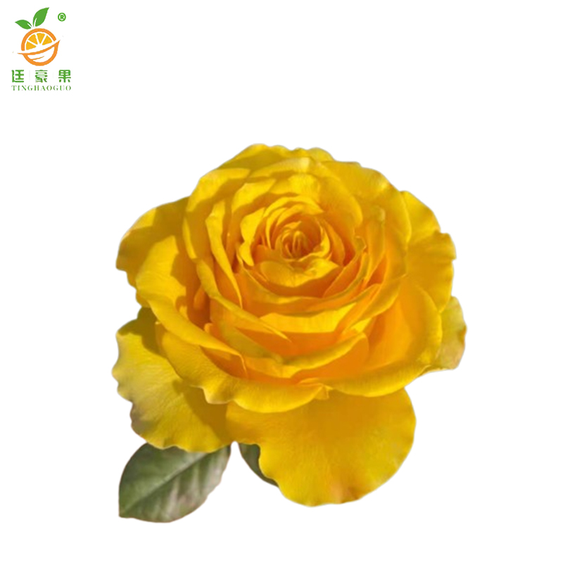 廷豪果 黄菊红 4-6分枝 /盆高清大图