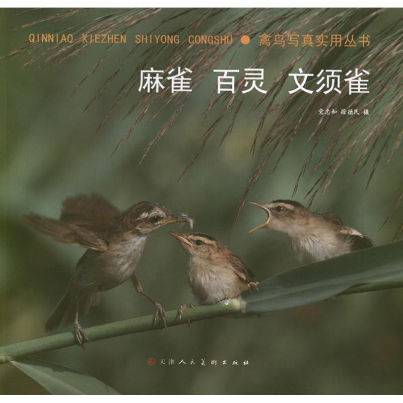 【M】禽鸟写真实用丛书:麻雀.百灵.文须雀-9787530548691