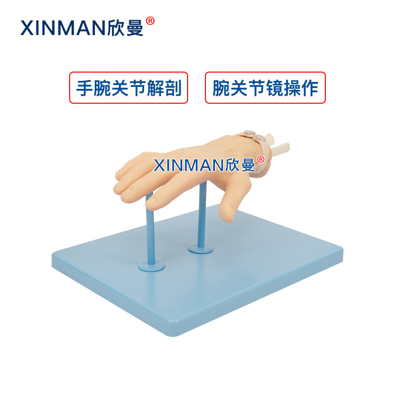 欣曼科教 腕关节镜检查操作训练模型 腕关节解剖模型XM-WL108高清大图