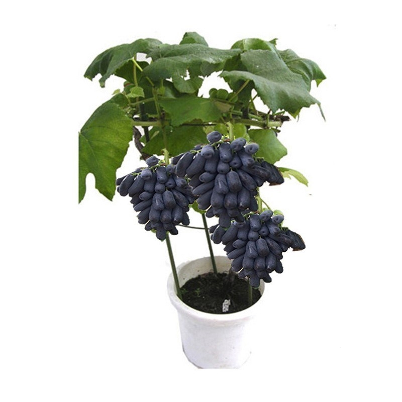 回固蓝宝石葡萄苗大苗果树果苗爬藤当年结果南方种植巨峰葡萄树苖盆栽