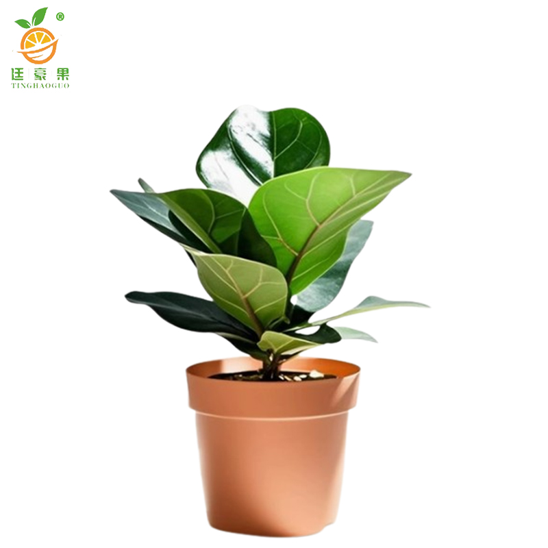 廷豪果 家养琴叶榕 50-70cm高清大图