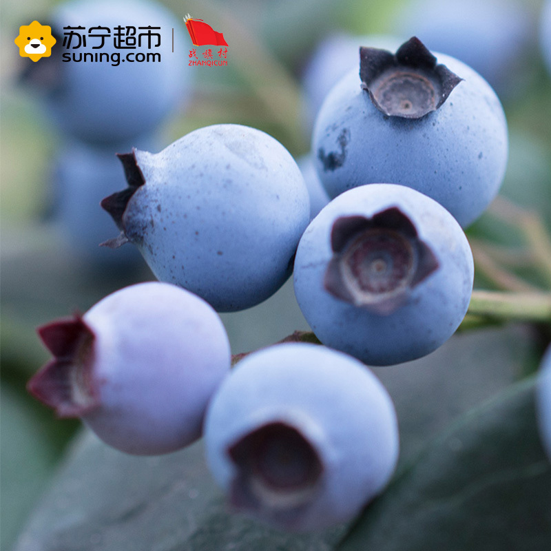 战旗村 新鲜蓝莓125g装 6盒 现摘现发 基地直供
