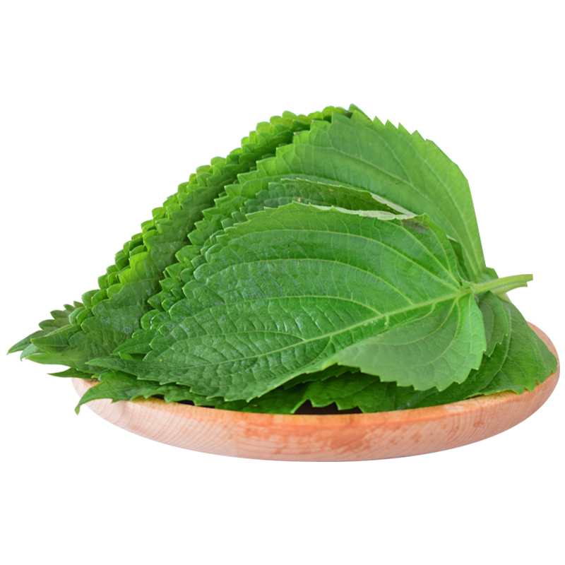 苏子叶新鲜食用包饭鲜韩国烤肉紫苏叶500g青菜紫苏新鲜蔬菜视频