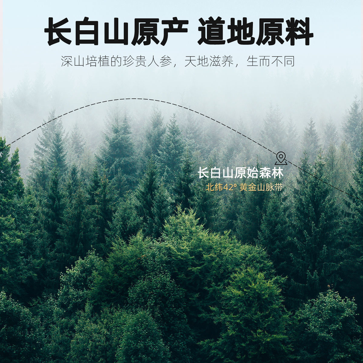 杞里香西洋参8-10mm切片100g东北长白山花旗参中片非人参整枝粉高清大图