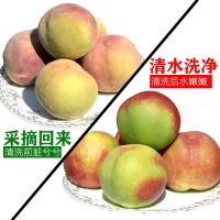 【顺丰速运】5斤装现摘青州蜜桃新鲜水果桃子毛桃脆桃约12-20个