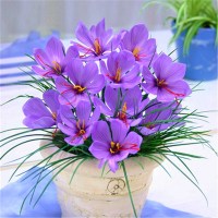 番红花种球藏红花西红花盆栽庭院多年生观赏耐寒球根花卉种子 藏红花种球一个
