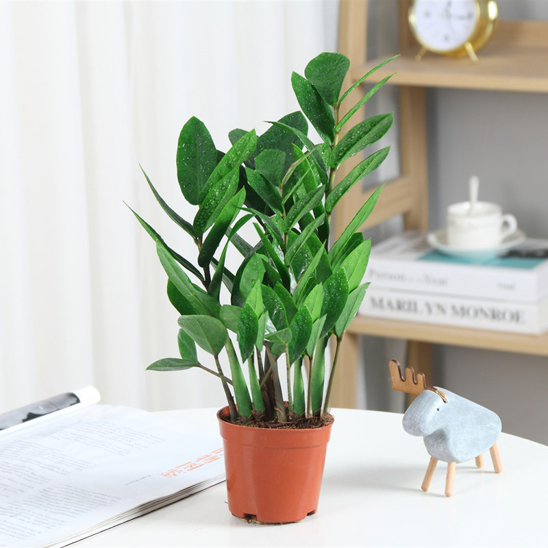 金钱树盆栽植物室内花卉客厅四季常青好养绿植报价 参数 图片 视频 怎么样 问答 苏宁易购