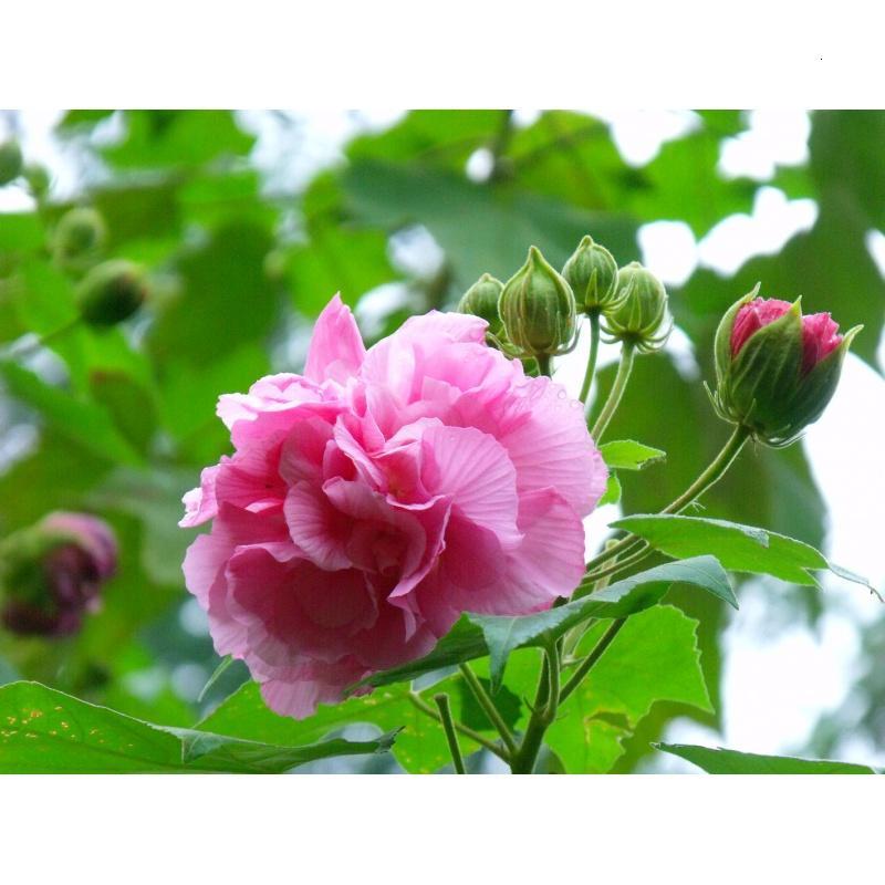 静谧园艺用品新采木芙蓉种子芙蓉花拒霜花地芙蓉春播秋播多年生花卉种子芙蓉花种子一斤 价格图片品牌报价 苏宁易购弘善园林专营店