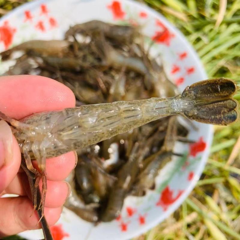 赛卡伊 微山湖河淡水新鲜青虾水产急冻小草虾醉虾 虾