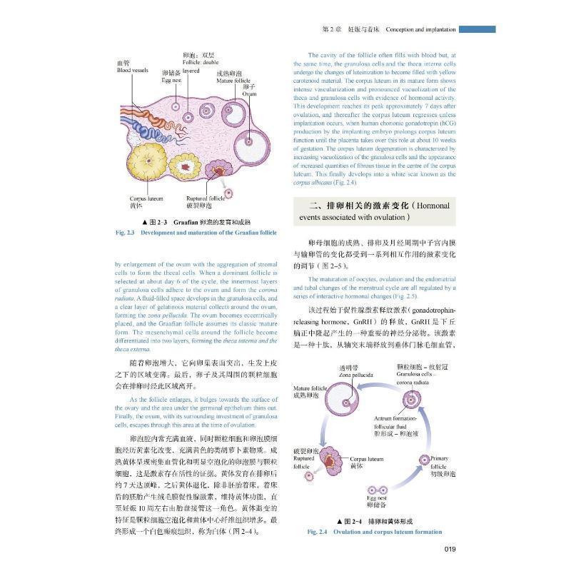 [正版] 妇产科学 原书第6版 第六版 中英双语版 陈子江 石玉华 杨慧霞 产科学妇科学基础临床助产士妇产科学医师参考书