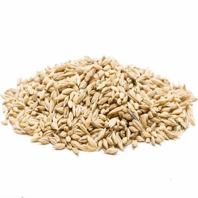 大麦种子 高产型种绿肥农作物 猫草若叶种子 种植可榨汁 北园湖