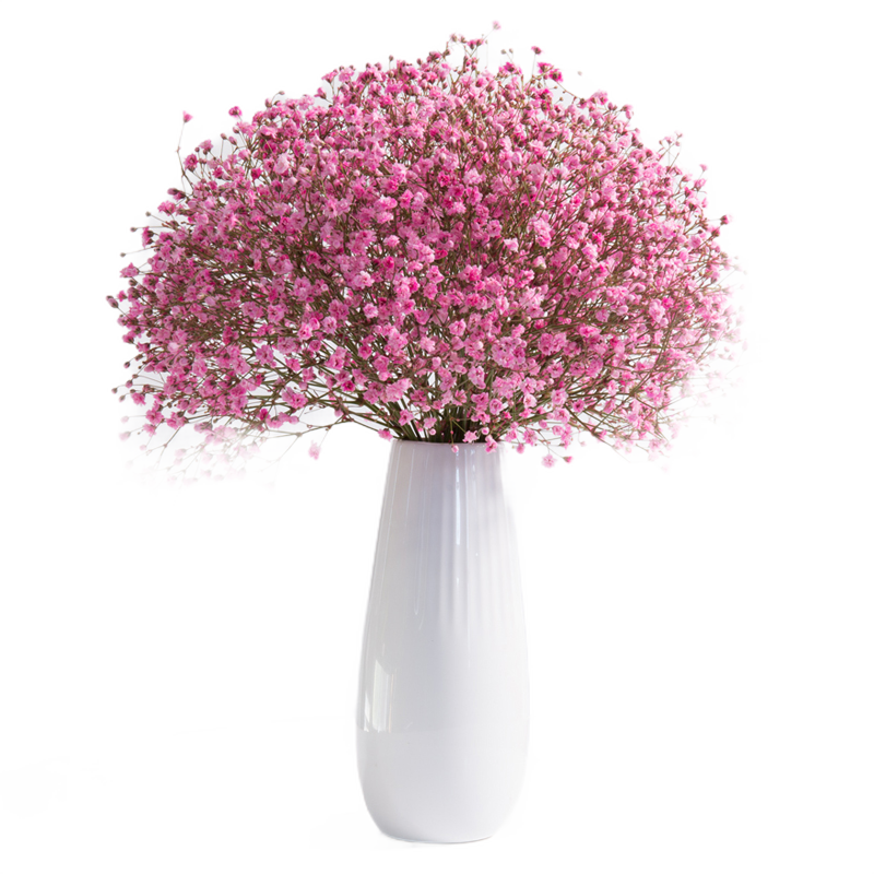 梵尼驼花瓶 花艺干花束满天星勿忘我鲜花真花干花装饰摄影道具花朵台面花瓶 玫红色满天星 白色陶瓷花瓶 价格图片品牌报价 苏宁易购义海鸿都家居专营店