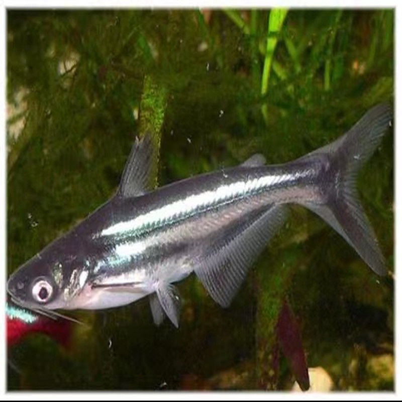 淡水鲨鱼成吉思汗鲨小蓝鲨白化鲨大白鲨虎鲨凶猛鱼观赏热带鱼活体